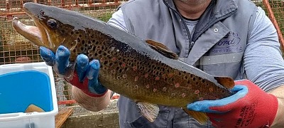 Poribljavanje mladicom i potočarom