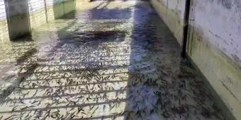 |VIDEO| Či&scaron;ćenje vanjskog bazena