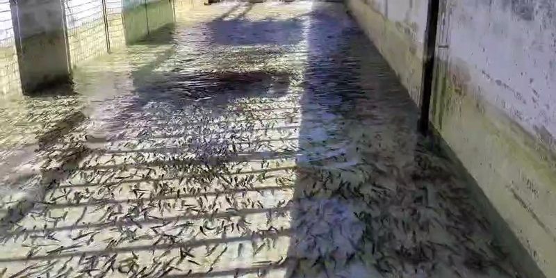 |VIDEO| Či&scaron;ćenje vanjskog bazena