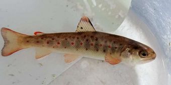 Primjerak ovogodi&scaron;nje mlađi pastrmke