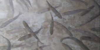 Hranjenje mlađi potočne pastrmke