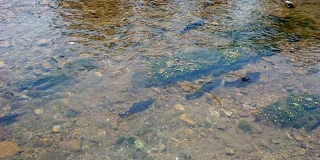 &Scaron;est poribljavanja u 2010.
