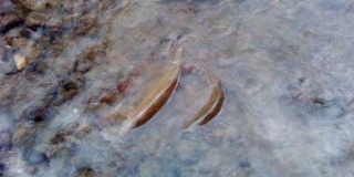 Poribljavanje akumulacije ciprinidima