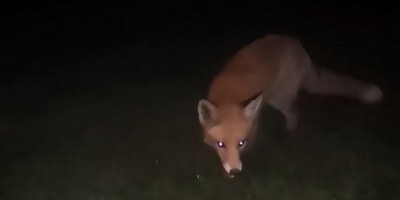 Posjetila nas lisica