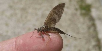 Insekti koji su trenutno na jelovniku