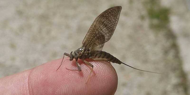 Insekti koji su trenutno na jelovniku